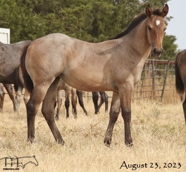 Hancocks Red Hot MA's 2023 Bay Roan Filly-CONTRACT PENDING